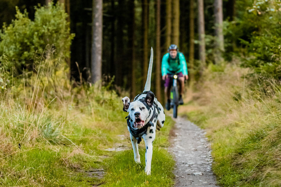 Overnighter-mit-Hund (4)